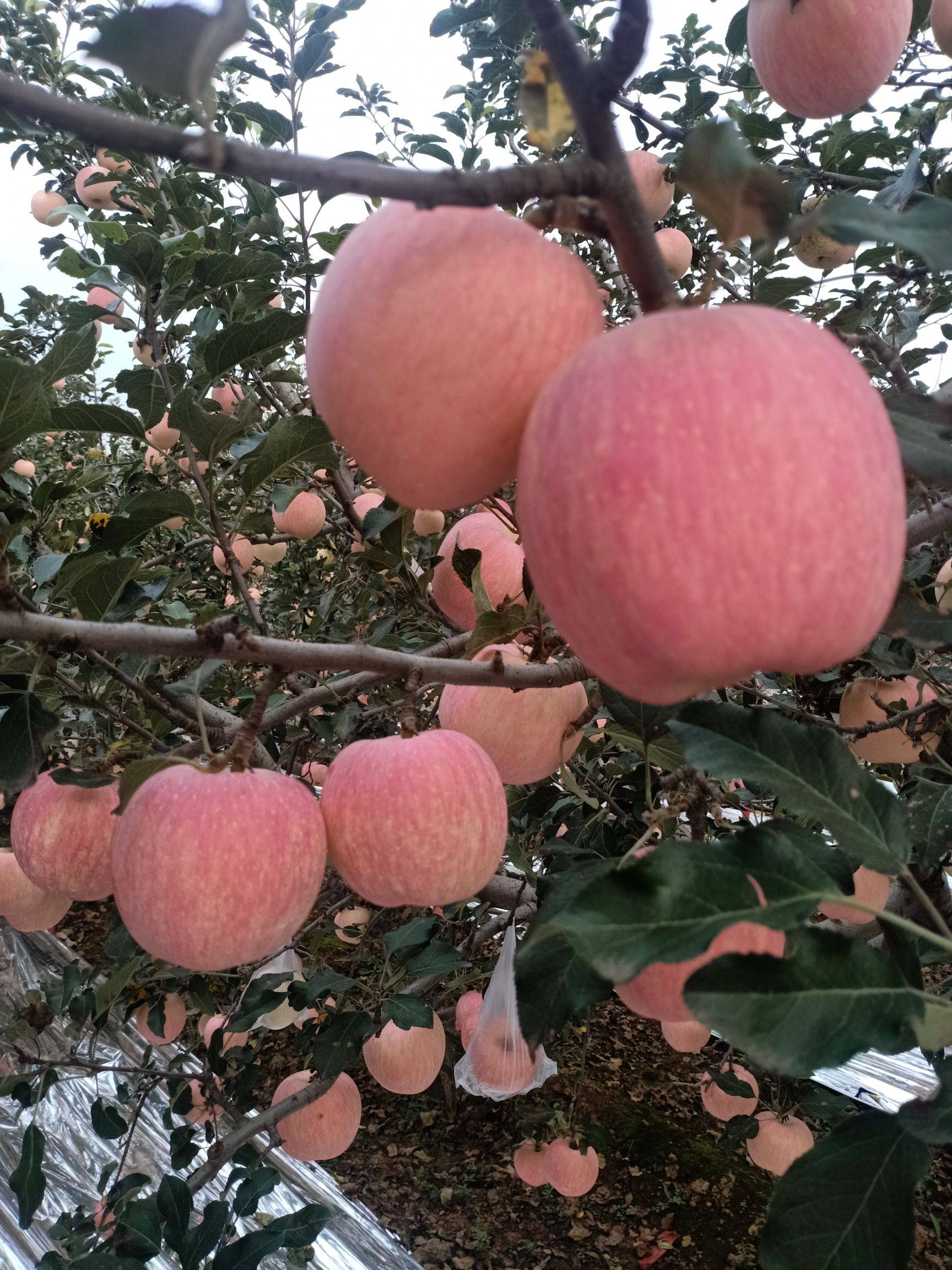 陕西礼泉苹果新闻陕西礼泉苹果多少钱一斤-第1张图片-太平洋在线下载