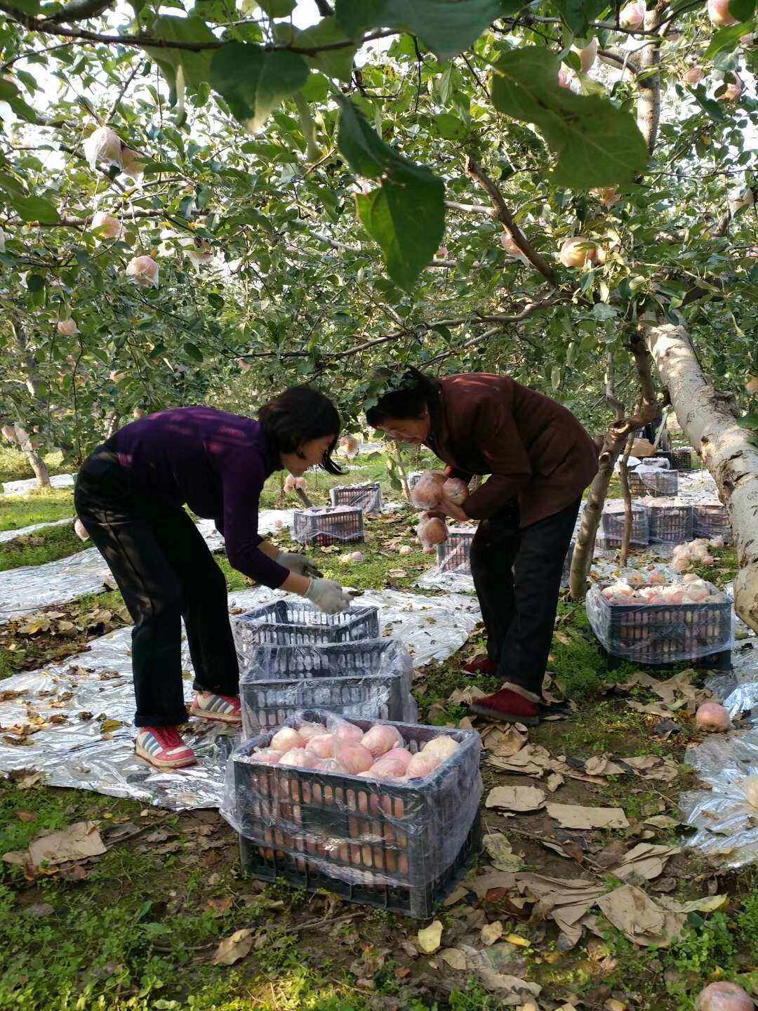 陕西礼泉苹果新闻陕西礼泉苹果多少钱一斤-第2张图片-太平洋在线下载
