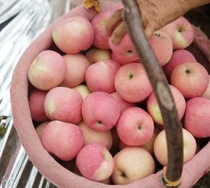 礼泉苹果多钱一斤新闻苹果价格表今日价格多少钱一斤-第1张图片-太平洋在线下载